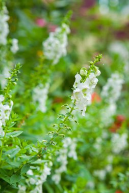 Tayland Bahçe güzel çiçek.