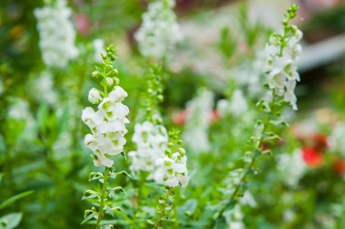 Tayland Bahçe güzel çiçek.