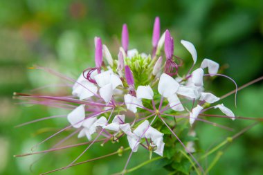 Pembe çiçekler ile bıyık Bahçe.