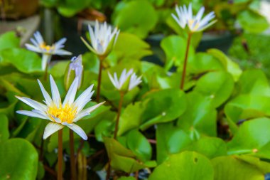 Bahçede çiçek açan lotus çiçeği