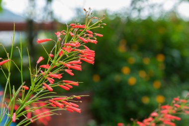 Russelia equisetiformis or firecracker plant flower in garden. clipart