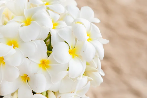 Bukiet kwiatów Plumerii — Zdjęcie stockowe