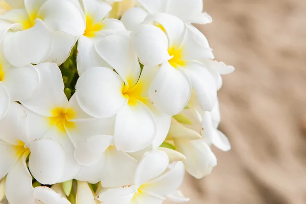 Bouquet de fleurs de Plumeria — Photo