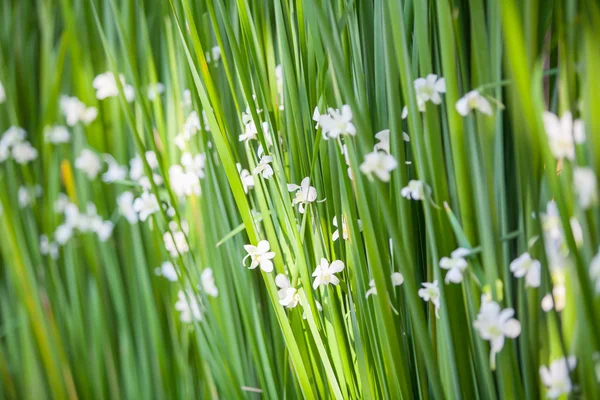 Blommigt arrangemang vid en bröllopsceremoni — Stockfoto