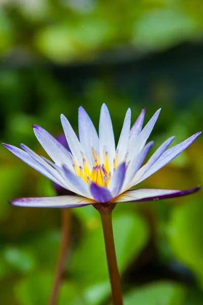 庭に蓮の花を咲かせ — ストック写真