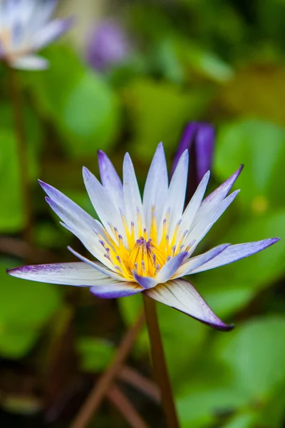 Blühende Lotusblume im Garten — Stockfoto