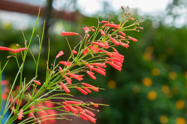 花园里的 Russelia equisetiformis 或爆竹厂花. — 图库照片