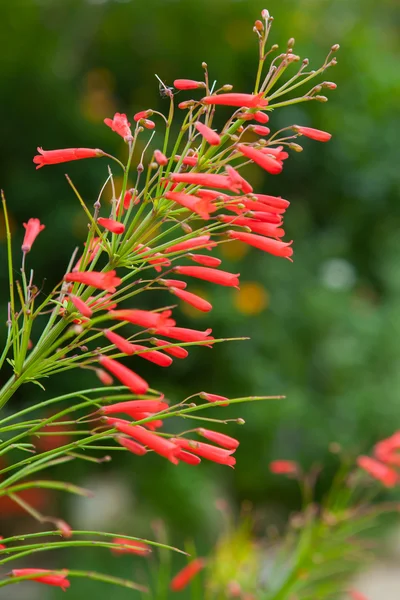Bloem van de Russelia equisetiformis of firecracker de plant in de tuin. — Stockfoto