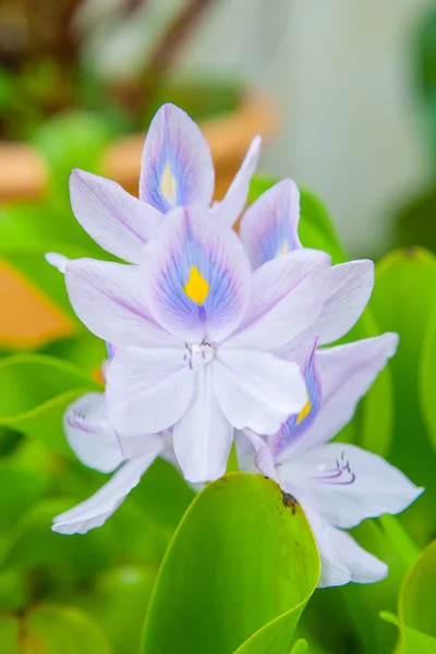 Vacker blomma i trädgården i thailand. — Stockfoto