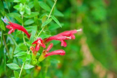 Tayland Bahçe güzel çiçek.
