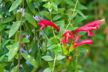 Tayland Bahçe güzel çiçek.
