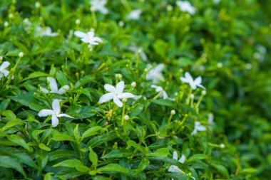 Tayland Bahçe güzel çiçek.