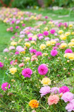 t ortak Semizotu (verdolaga, pigweed, küçük hogweed, pusley)