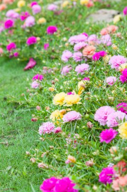 t ortak Semizotu (verdolaga, pigweed, küçük hogweed, pusley)