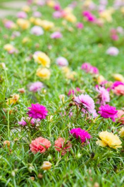 t ortak Semizotu (verdolaga, pigweed, küçük hogweed, pusley)