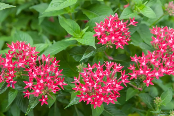 Vacker blomma i trädgården i thailand. — Stockfoto