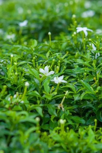 Beautiful Flower in garden of Thailand. — Stock Photo, Image