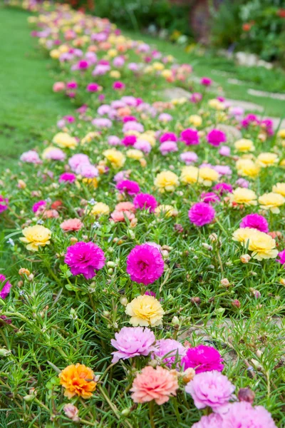 Purslane común (Verdolaga, Pigweed, Little Hogweed, Pusley) en t — Foto de Stock