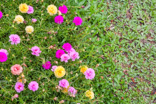 Comuns Purslane (Verdolaga, Pigweed, Little Hogweed, Pusley) em t — Fotografia de Stock