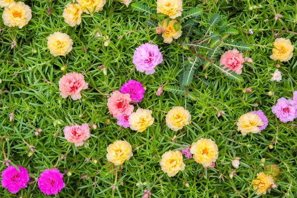 Gemensamma trädgårdsportlak (verdolaga, SVINAMARANT, lilla jättelokan, pusley) i t — Stockfoto