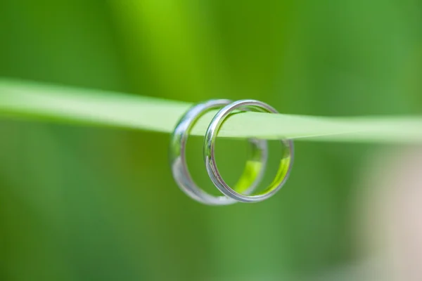 Rings  wedding — Stock Photo, Image