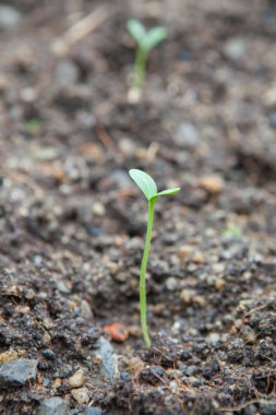 kaba topraktan yükselen karpuz fide 
