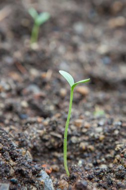 kaba topraktan yükselen karpuz fide 