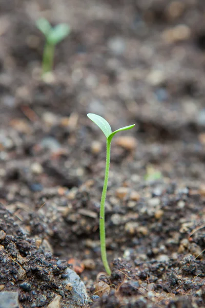 Plântulas de melancia emergindo de solo áspero — Fotografia de Stock