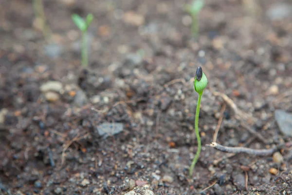 Plântulas de melancia emergindo de solo áspero — Fotografia de Stock