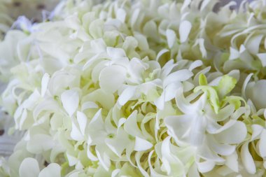 Orkide yaprakları hazırlanan düğün törenlerde kullanılır.