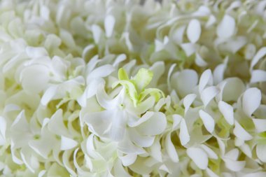 Orkide yaprakları hazırlanan düğün törenlerde kullanılır.