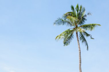 Tayland 'ın güneyinde mavi gökyüzünde hindistan cevizi ağacı.