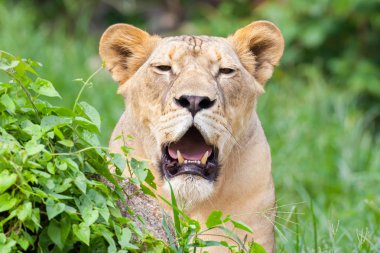 Tayland Hayvanat Bahçesi Beyaz Aslan portresi 