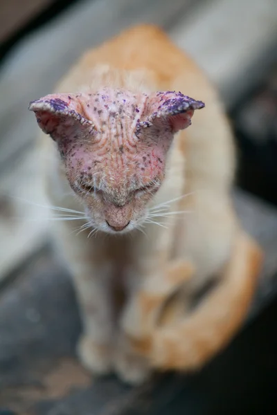 Sick cat with skin disease, close up. — Stock Photo, Image