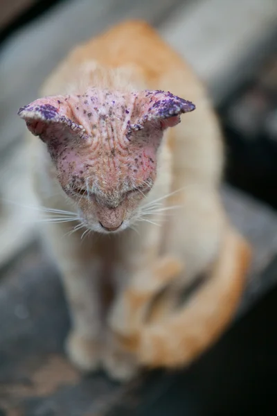 Sick cat with skin disease, close up. — Stock Photo, Image