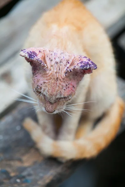 Chory kot z choroby skóry, z bliska. — Zdjęcie stockowe
