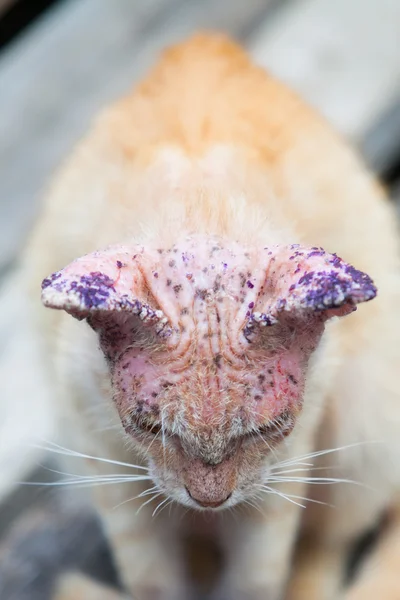 Sick cat with skin disease, close up.