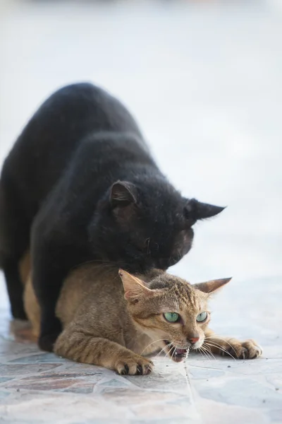 Twee schattige kittens spelen — Stockfoto