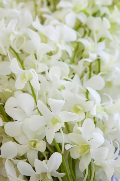 Orchid bloemblaadjes in huwelijksceremonies voorbereid wordt gebruikt. — Stockfoto