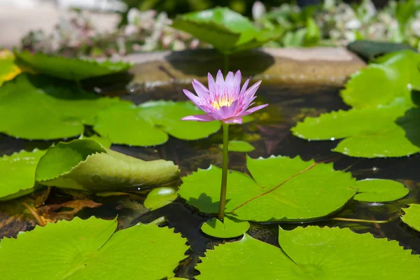 Florescimento de lótus roxo — Fotografia de Stock