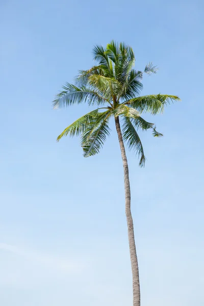 Kokosnøtttre på blå himmel sør i Thailand. – stockfoto