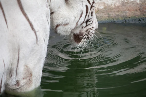 Um tigre branco no zoológico — Fotografia de Stock