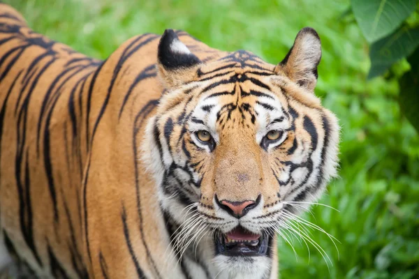 Крупный план тигра в зоопарке Таиланда — стоковое фото