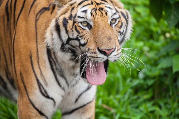 Крупный план тигра в зоопарке Таиланда — стоковое фото