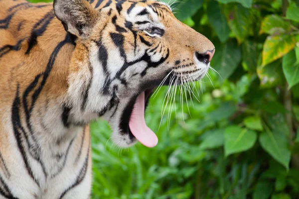 Detailní tygr v zoo v Thajsku — Stock fotografie