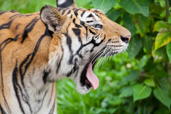 Primer plano tigre en el zoológico de Tailandia — Foto de Stock