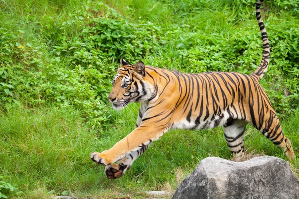 Closeup tigre no zoológico na Tailândia — Fotografia de Stock