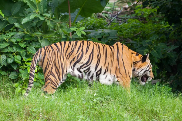 Крупним планом тигра у зоопарку в Таїланді — стокове фото