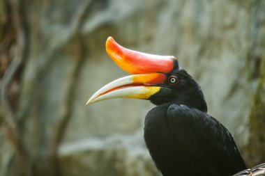 Kartallar kuş yeşil doğal zemin üzerine