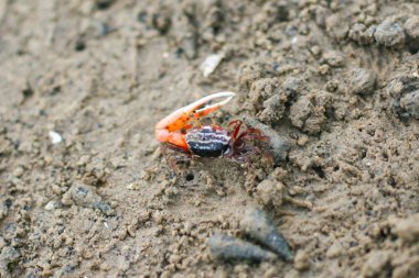 Mangrov kemancı Yengeç 